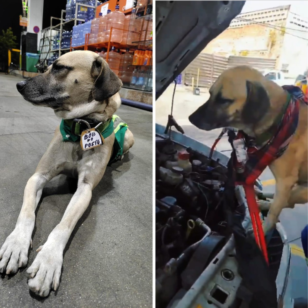 'Bob do posto': cachorro adotado por funcionários de posto de gasolina vira 'frentista' | Caruaru e Região