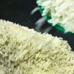 Conab vai doar sementes de arroz para agricultores familiares do RS