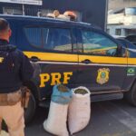 Dupla é presa com 26 quilos de maconha no Agreste | Caruaru e Região