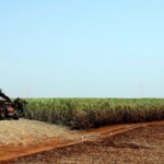 Estudo indica bioinsumo como solução sustentável na produção alimentar