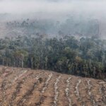 Fogo na Amazônia é etapa da exploração econômica do bioma