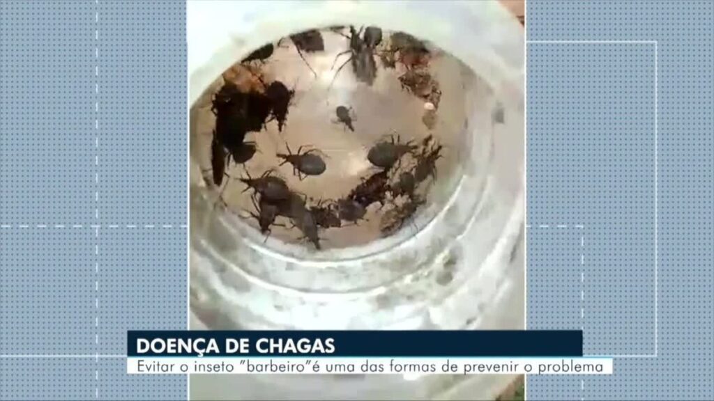 Secretaria de Saúde de Caruaru, encontra mais de 50 barbeiros transmissor da Doença de Chagas em residência | Caruaru e Região