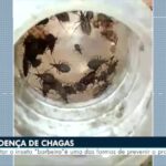 Secretaria de Saúde de Caruaru, encontra mais de 50 barbeiros transmissor da Doença de Chagas em residência | Caruaru e Região