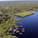 Cinco países aderem a fundo para conservação de florestas tropicais