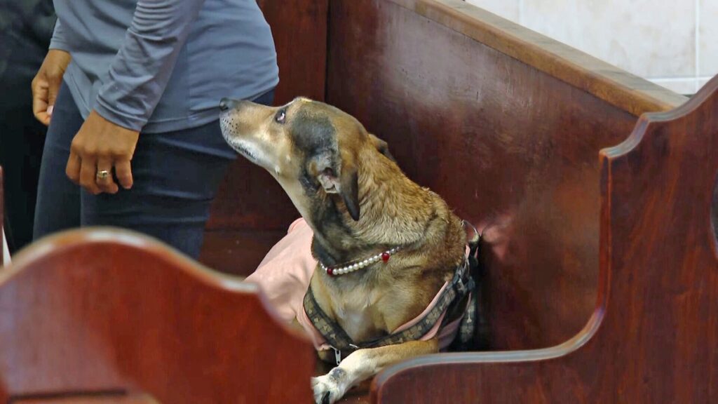 Dia de São Francisco de Assis: igreja de Caruaru realiza bênção dos animais nesta sexta-feira