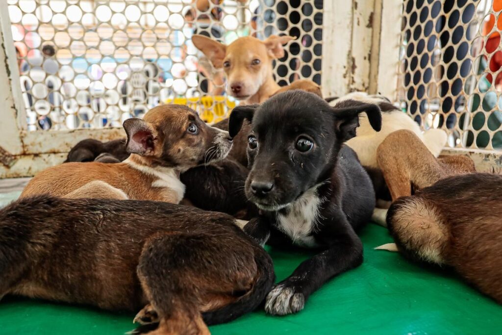 Feira de adoção de pets acontece no Marco Zero de Caruaru; saiba como adotar | Caruaru e Região