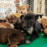 Feira de adoção de pets acontece no Marco Zero de Caruaru; saiba como adotar | Caruaru e Região