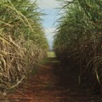 Seca extrema derruba produtividade de cana e usinas antecipam colheita
