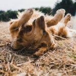Banhos em excesso podem colaborar no desencadeamento da dermatite atópica em cães; entenda