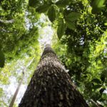 COP29 fecha acordo climático e chefe da ONU critica resultado