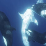 Orcas atacam maior peixe da Terra para devorar seu fígado - 01/12/2024 - Ciência