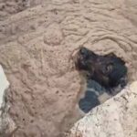 Cachorro é resgatado de tanque de esgoto em Sumaré (SP) - 26/01/2025 - Bom Pra Cachorro