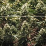 Empresas de maconha murcham após decepção com Biden - 05/01/2025 - Mercado