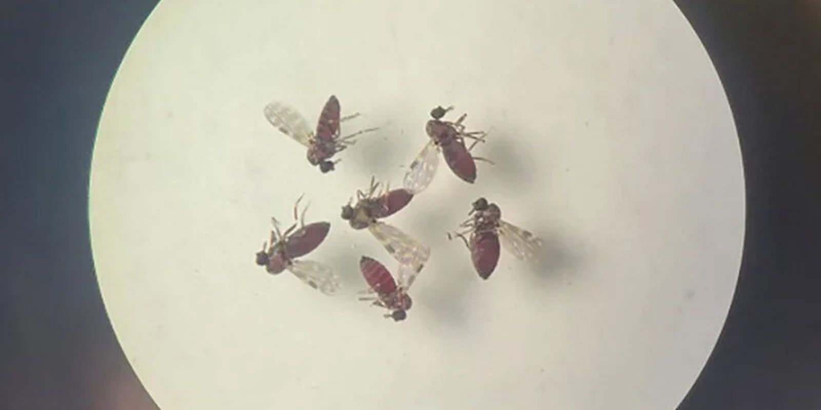 Pesquisa mostra influência de eventos climáticos em surto de oropouche