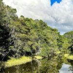 Plataforma identifica áreas prioritárias para restauração florestal