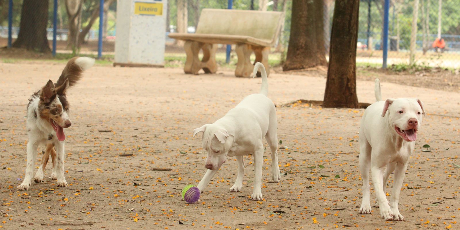 Saiba como funciona o SinPatinhas, novo RG Animal para cães e gatos