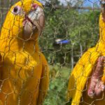 Captura e domesticação colocam animais silvestres em risco