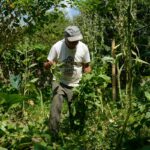 Edital seleciona 36 projetos para fortalecer agricultura familiar