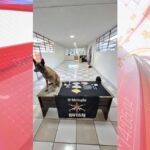 Rotam prende casal por tráfico de drogas em Apucarana