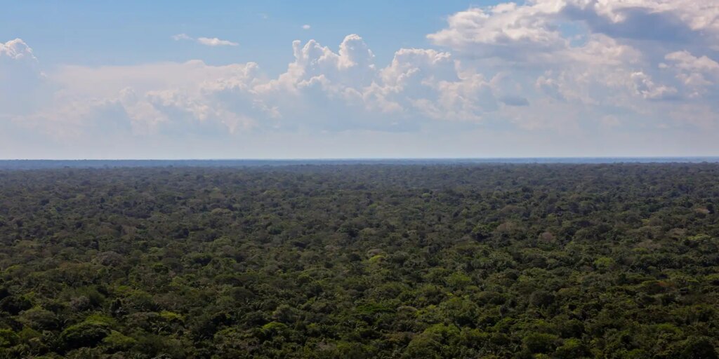 Organizações sociais propõem plano para investimentos na Amazônia