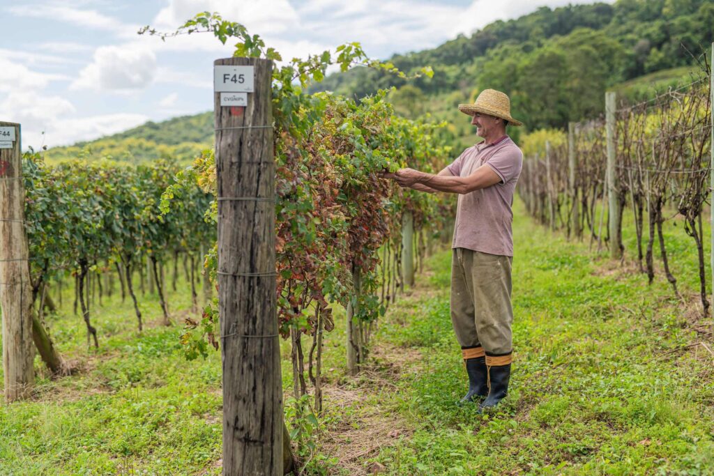 Vinícola Garibaldi aposta em uvas inéditas no Brasil - 25/07/2025 - Mercado