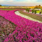 Mátria Parque de Flores fica em São Francisco de Paula, na Serra Gaúcha