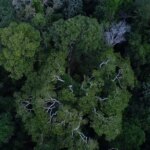 Brasil tem o desafio de elevar financiamento para florestas na COP30