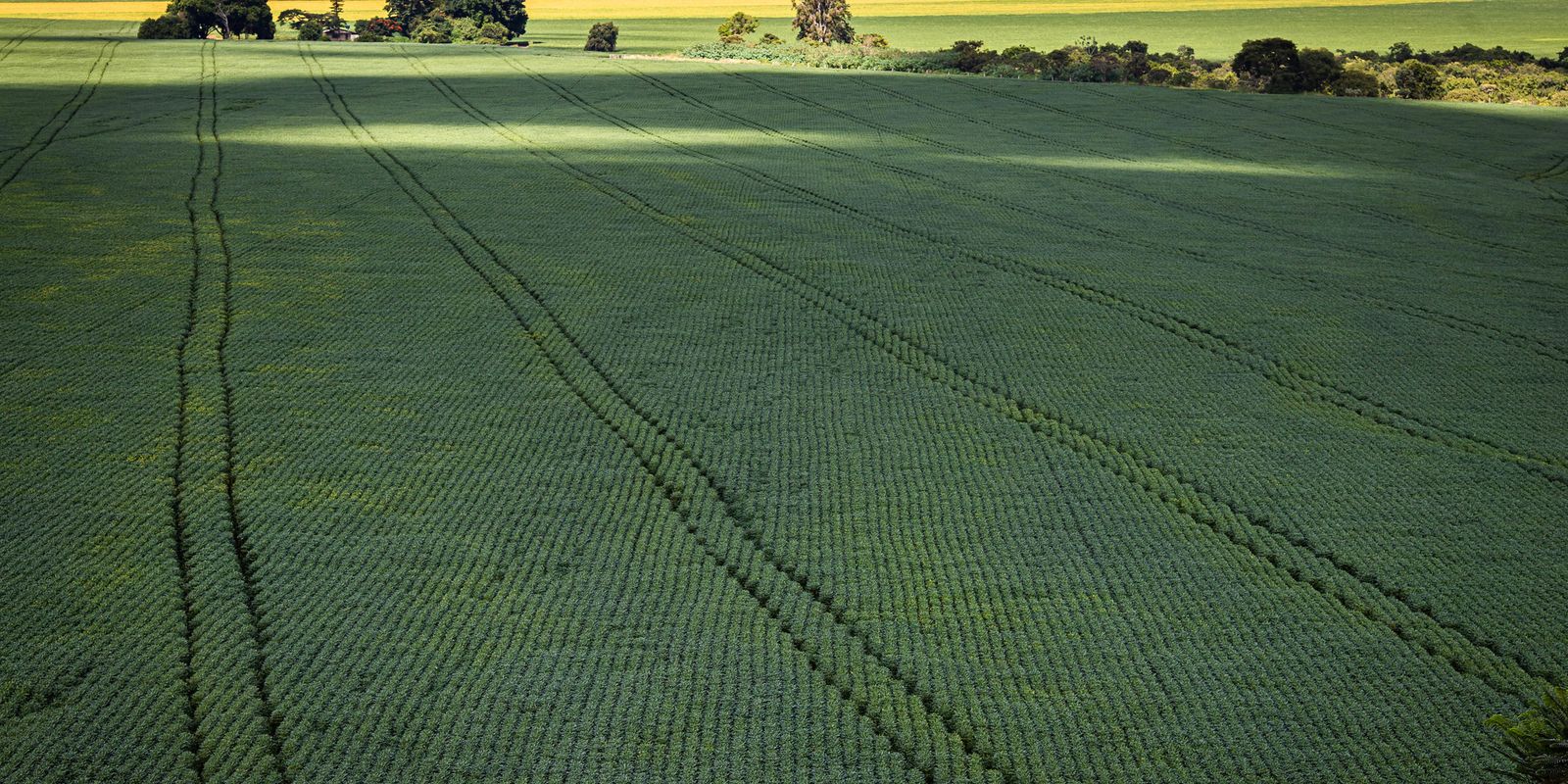 COP30: agro quer se posicionar como parte da solução, diz associação