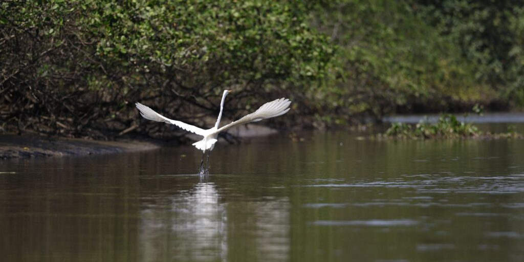 Reflorestamento permite volta de animais a mangue na Baía de Guanabara