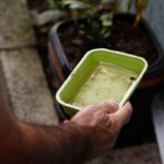 Chikungunya traz preocupações após uma década de presença no Brasil