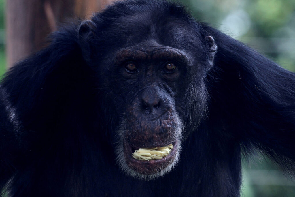 Chimpanzé ingere equivalente a 1,5 lata de cerveja ao dia - 18/09/2025 - Ciência