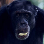 Chimpanzé ingere equivalente a 1,5 lata de cerveja ao dia - 18/09/2025 - Ciência