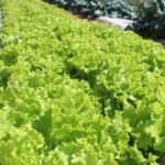 Crise climática ameaça cultivo de alface em campo aberto, diz Embrapa