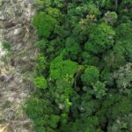 Em 40 anos, Amazônia perdeu área de vegetação do tamanho da França