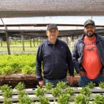 Hidroponia ganha espaço na produção de alimentos na região