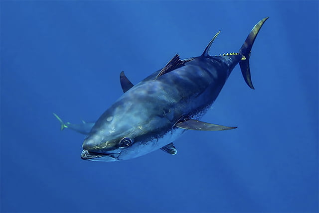 Homem pesca atum-azul gigante de 280kg e vende por R$16 mil