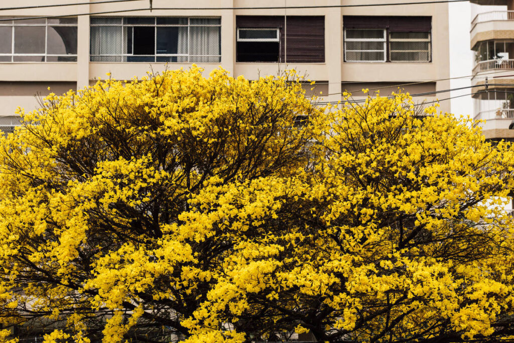 Ipês: florações de diferentes cores se espalham por SP - 09/09/2025 - Cotidiano