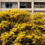 Ipês: florações de diferentes cores se espalham por SP - 09/09/2025 - Cotidiano