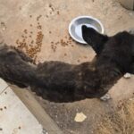 Polícia encontra 10 cães mortos em abrigo no DF - 05/09/2025 - Bom Pra Cachorro
