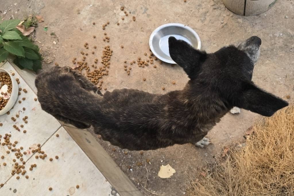 Polícia encontra 10 cães mortos em abrigo no DF - 05/09/2025 - Bom Pra Cachorro