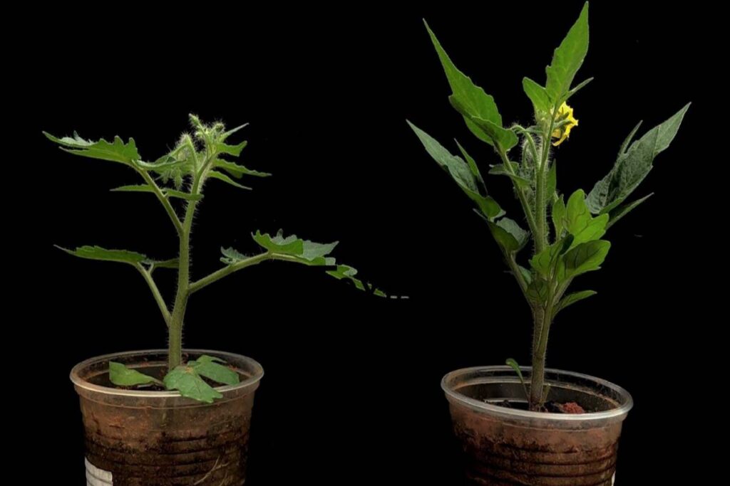 Tomate: pesquisa identifica gene para cultivo resistente - 23/09/2025 - Mercado