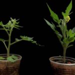 Tomate: pesquisa identifica gene para cultivo resistente - 23/09/2025 - Mercado