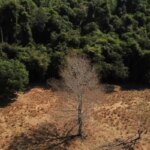 Brasil pode suprir demanda por bioenergia sem desmatar, aponta estudo