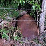 Capivara morre atropelada em Apucarana; motorista fugiu