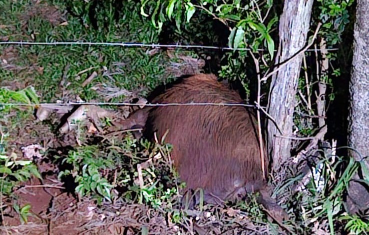 Capivara morre atropelada em Apucarana; motorista fugiu