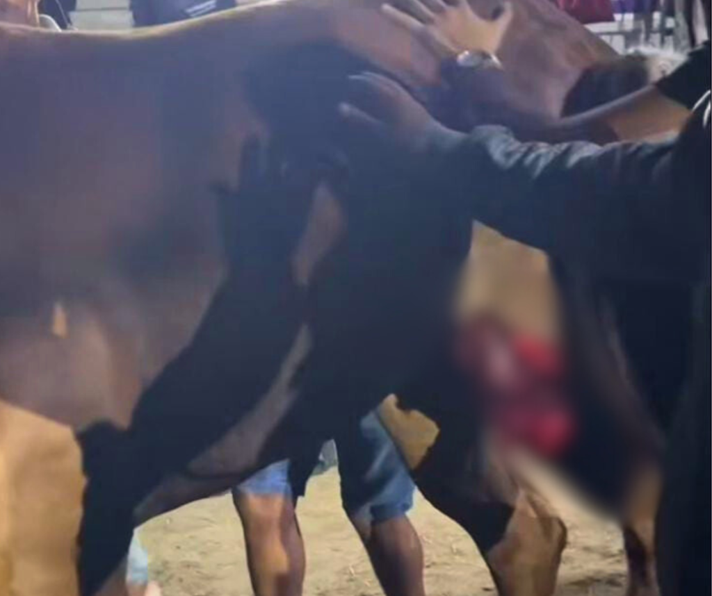Égua de campeã brasileira de vaquejada morre após acidente em Caruaru