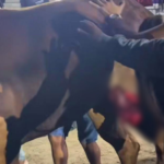 Égua de campeã brasileira de vaquejada morre após acidente em Caruaru