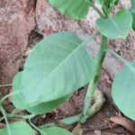 Tóxica, a Nicotiana glauca é conhecida como "falsa couve", pela sua semelhança com a hortaliça