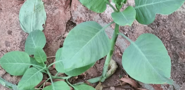 Tóxica, a Nicotiana glauca é conhecida como "falsa couve", pela sua semelhança com a hortaliça
