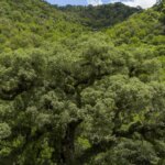 Mata Atlântica perde 2,4 milhões de hectares em 40 anos